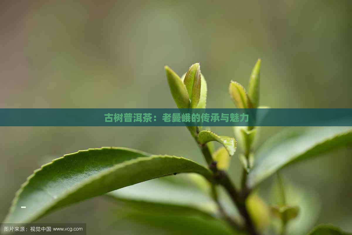 古树普洱茶：老曼峨的传承与魅力