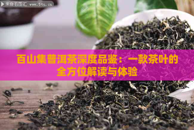 百山集普洱茶深度品鉴：一款茶叶的全方位解读与体验