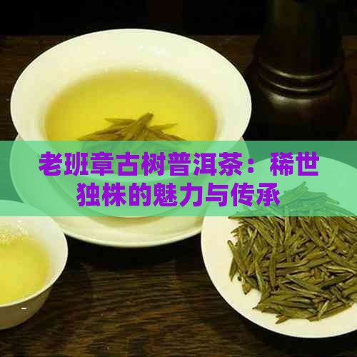 老班章古树普洱茶：稀世独株的魅力与传承