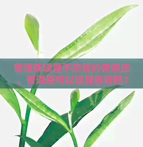 普洱茶暖胃不伤胃的有哪些，普洱茶可以暖胃养胃吗？