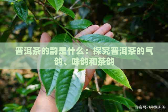 普洱茶的韵是什么：探究普洱茶的气韵、味韵和茶韵