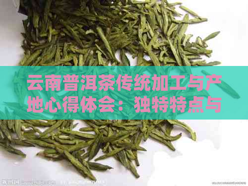 云南普洱茶传统加工与产地心得体会：独特特点与作文探讨