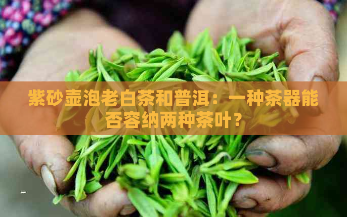 紫砂壶泡老白茶和普洱：一种茶器能否容纳两种茶叶？