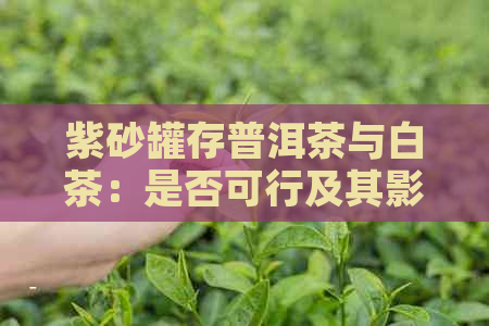 紫砂罐存普洱茶与白茶：是否可行及其影响