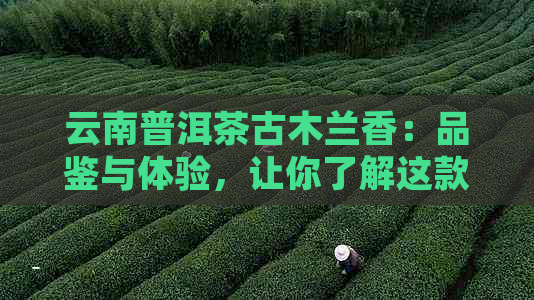 云南普洱茶古木兰香：品鉴与体验，让你了解这款好喝的茶！