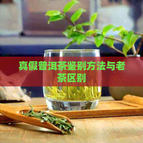 真假普洱茶鉴别方法与老茶区别