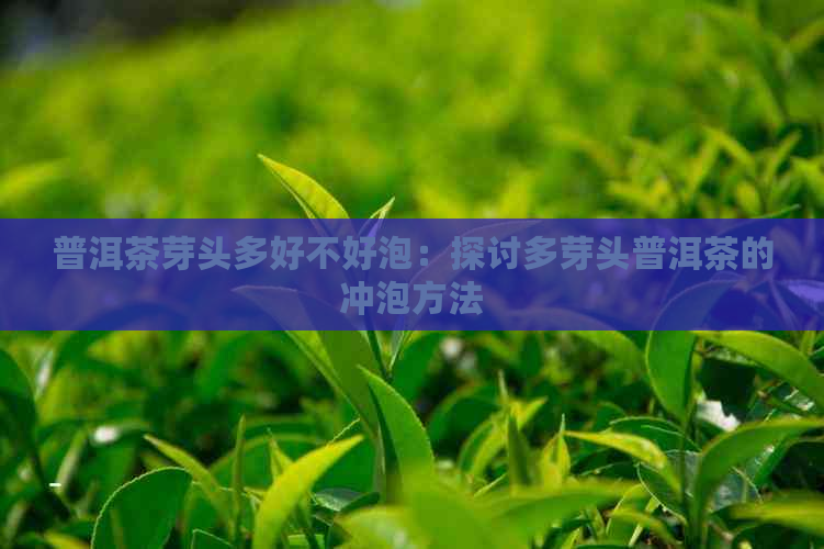 普洱茶芽头多好不好泡：探讨多芽头普洱茶的冲泡方法