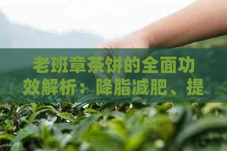 老班章茶饼的全面功效解析：降脂减肥、提神醒脑、抗氧化等多方面的健益处