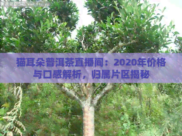 猫耳朵普洱茶直播间：2020年价格与口感解析，归属片区揭秘