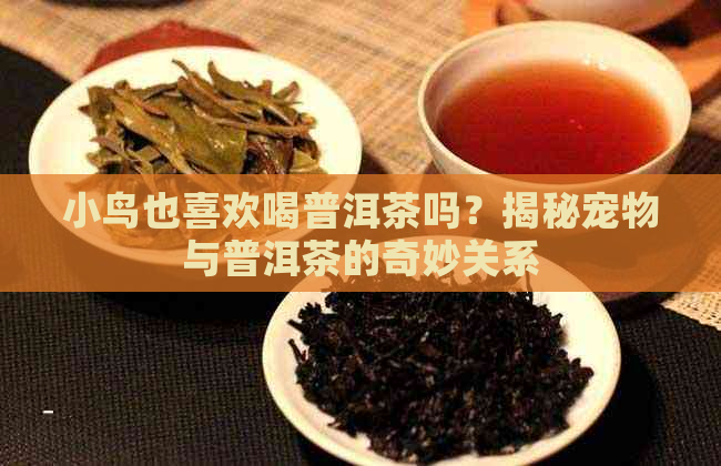 小鸟也喜欢喝普洱茶吗？揭秘宠物与普洱茶的奇妙关系