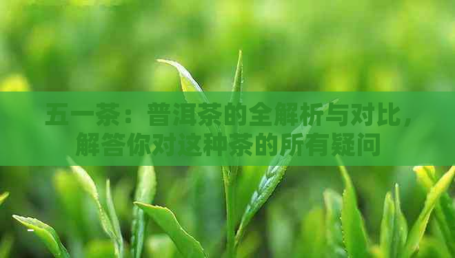 五一茶：普洱茶的全解析与对比，解答你对这种茶的所有疑问