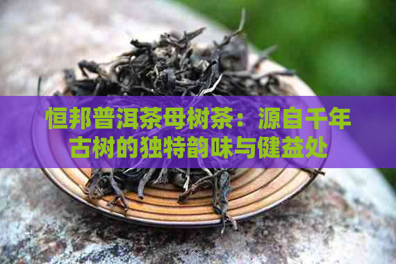 恒邦普洱茶母树茶：源自千年古树的独特韵味与健益处