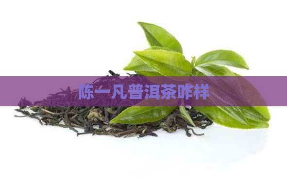 陈一凡普洱茶咋样