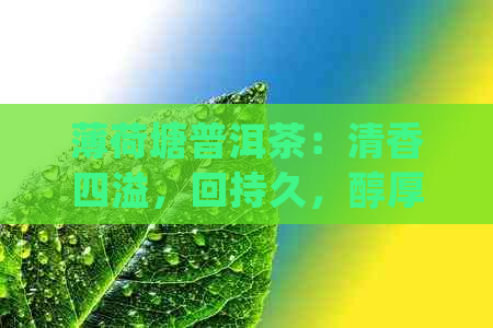 薄荷塘普洱茶：清香四溢，回持久，醇厚细腻的口感特点