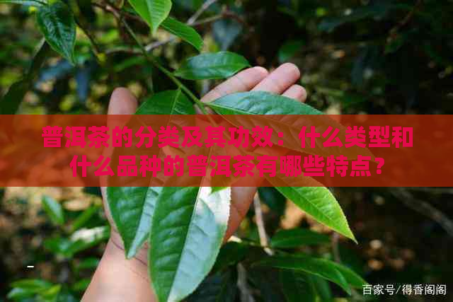 普洱茶的分类及其功效：什么类型和什么品种的普洱茶有哪些特点？