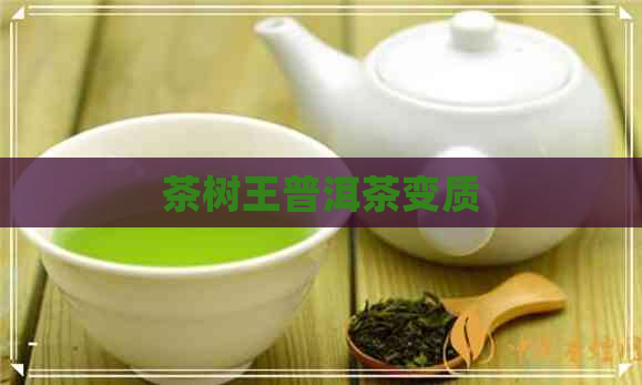 茶树王普洱茶变质