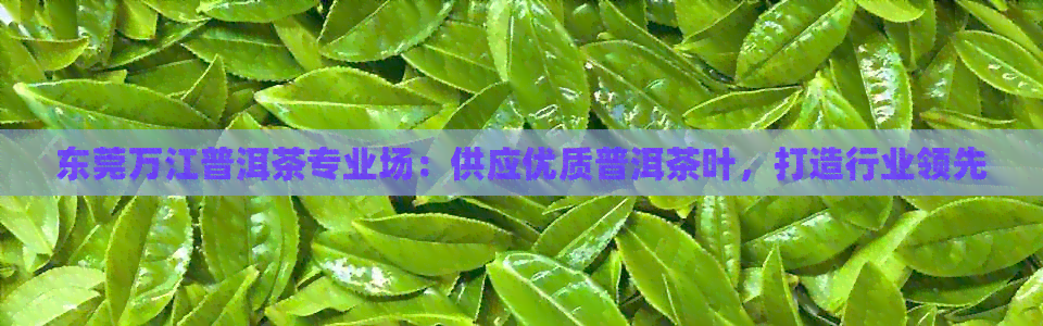 东莞万江普洱茶专业场：供应优质普洱茶叶，打造行业领先