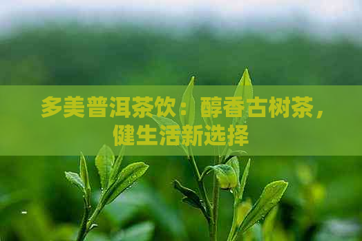 多美普洱茶饮：醇香古树茶，健生活新选择