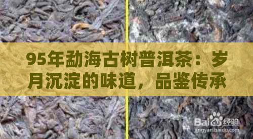 95年勐海古树普洱茶：岁月沉淀的味道，品鉴传承的魅力