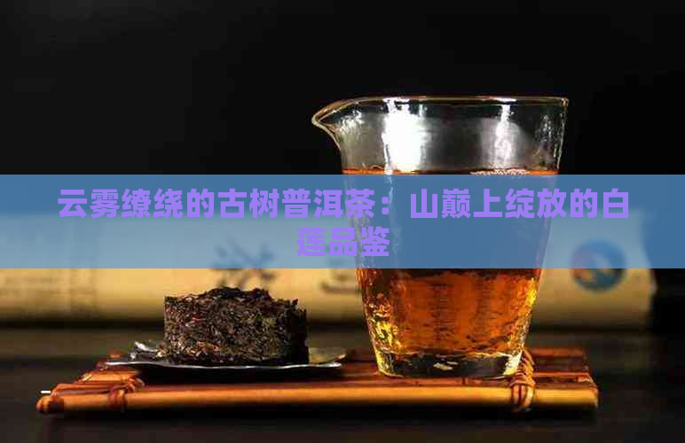 云雾缭绕的古树普洱茶：山巅上绽放的白莲品鉴