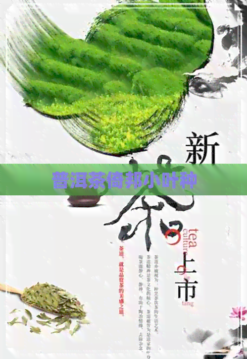 普洱茶倚邦小叶种