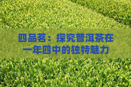 四品茗：探究普洱茶在一年四中的独特魅力