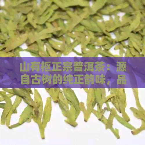 山有枢正宗普洱茶：源自古树的纯正韵味，品味云南独特风土文化