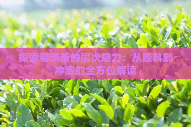 探索普洱茶的层次魅力：从原料到冲泡的全方位解读