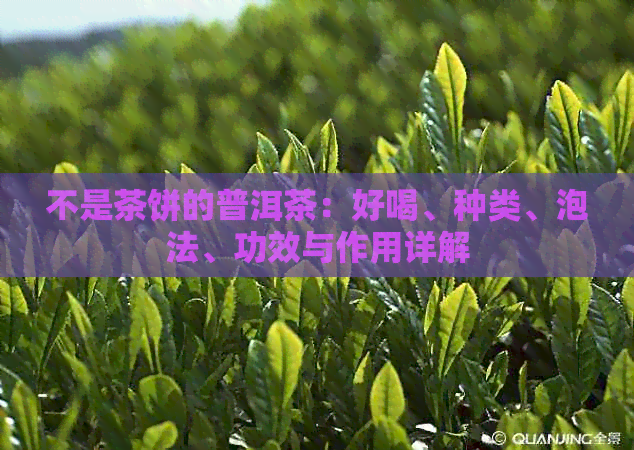 不是茶饼的普洱茶：好喝、种类、泡法、功效与作用详解