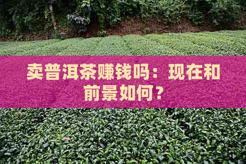 卖普洱茶赚钱吗：现在和前景如何？