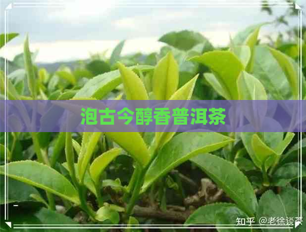 泡古今醇香普洱茶