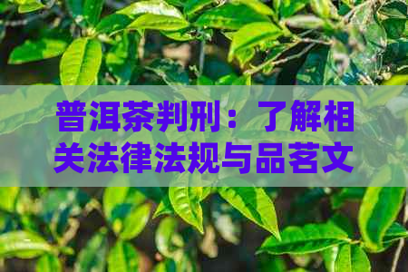 普洱茶判刑：了解相关法律法规与品茗文化，确保合规品饮