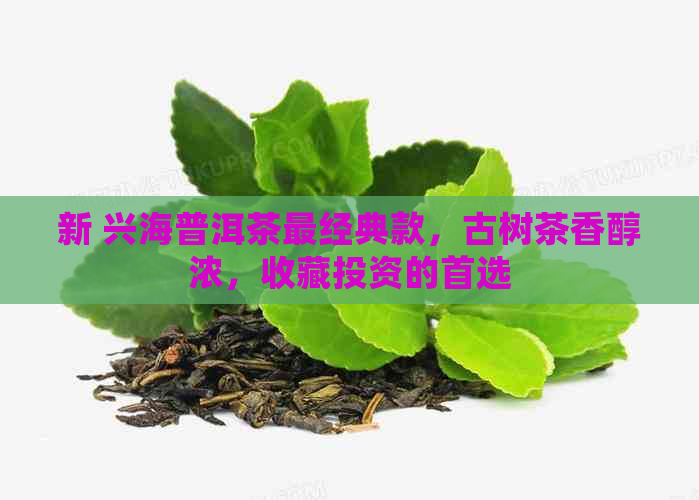 新 兴海普洱茶最经典款，古树茶香醇浓，收藏投资的首选