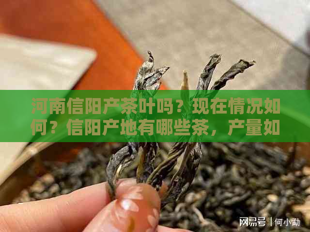 河南信阳产茶叶吗？现在情况如何？信阳产地有哪些茶，产量如何？