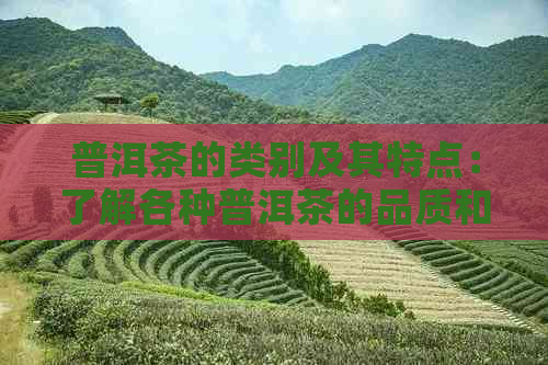 普洱茶的类别及其特点：了解各种普洱茶的品质和风味