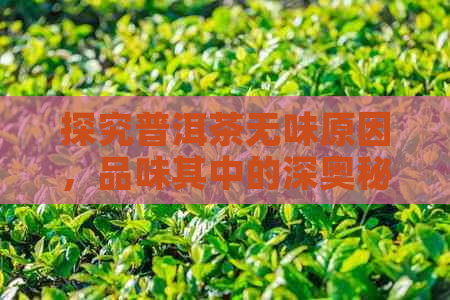 探究普洱茶无味原因，品味其中的深奥秘