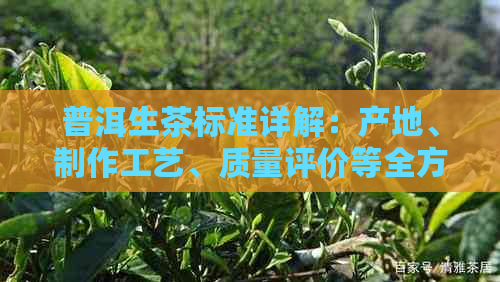 普洱生茶标准详解：产地、制作工艺、质量评价等全方位解析