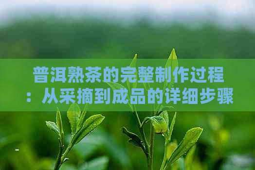 普洱熟茶的完整制作过程：从采摘到成品的详细步骤和技巧解析