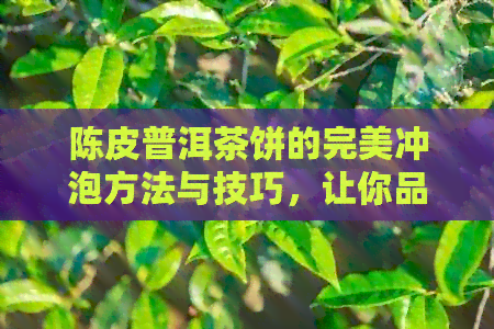 陈皮普洱茶饼的完美冲泡方法与技巧，让你品尝到口感！