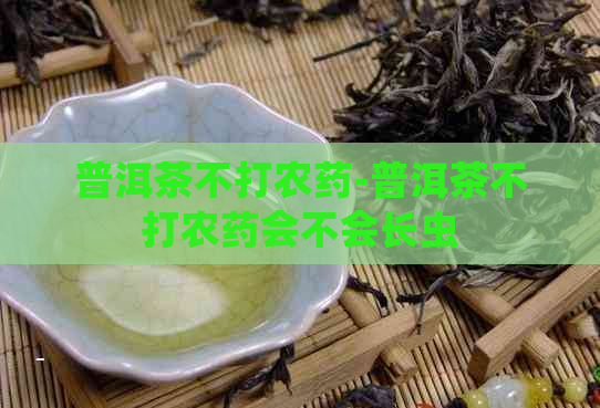 普洱茶不打农药-普洱茶不打农药会不会长虫