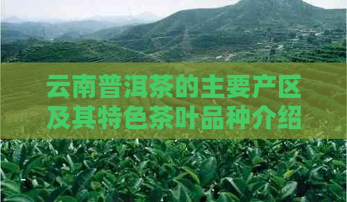 云南普洱茶的主要产区及其特色茶叶品种介绍