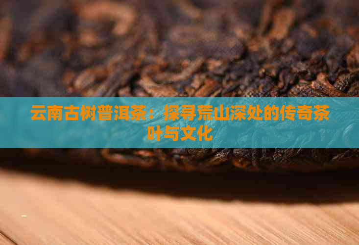 云南古树普洱茶：探寻荒山深处的传奇茶叶与文化