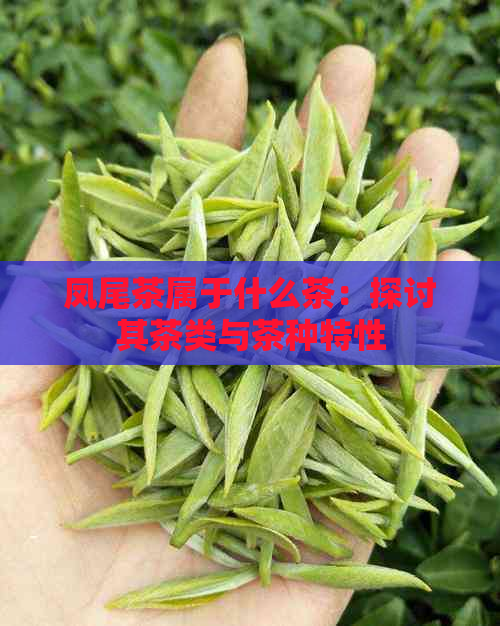 凤尾茶属于什么茶：探讨其茶类与茶种特性