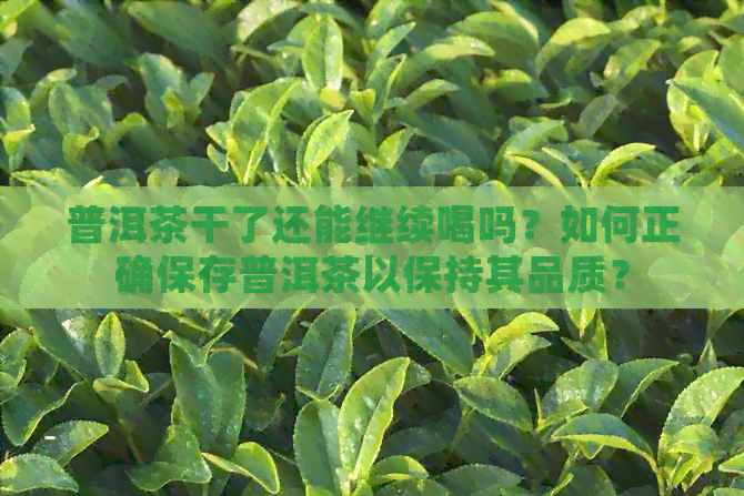 普洱茶干了还能继续喝吗？如何正确保存普洱茶以保持其品质？