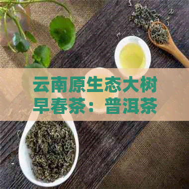 云南原生态大树早春茶：普洱茶的纯净之源与自然韵味