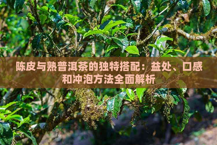 陈皮与熟普洱茶的独特搭配：益处、口感和冲泡方法全面解析