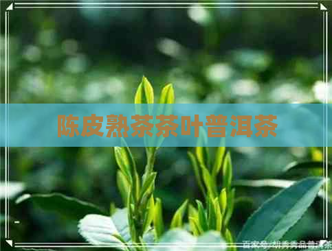 陈皮熟茶茶叶普洱茶