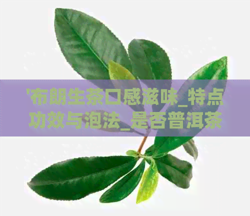 '布朗生茶口感滋味_特点功效与泡法_是否普洱茶_8881布朗生茶'