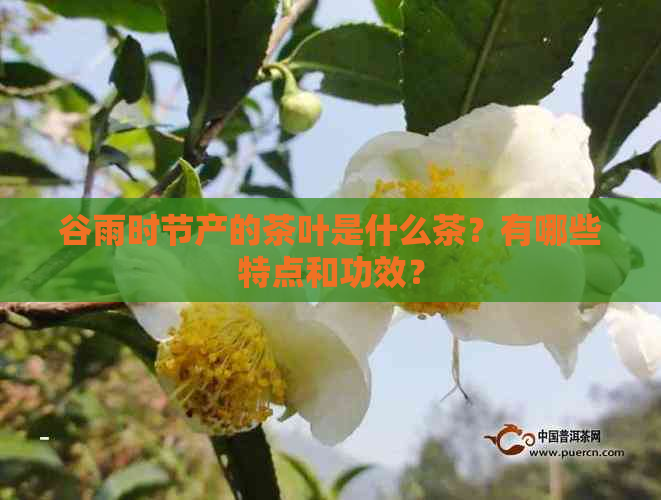 谷雨时节产的茶叶是什么茶？有哪些特点和功效？