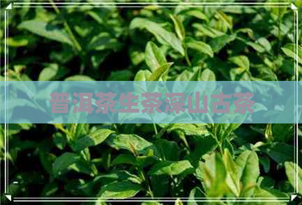 普洱茶生茶深山古茶